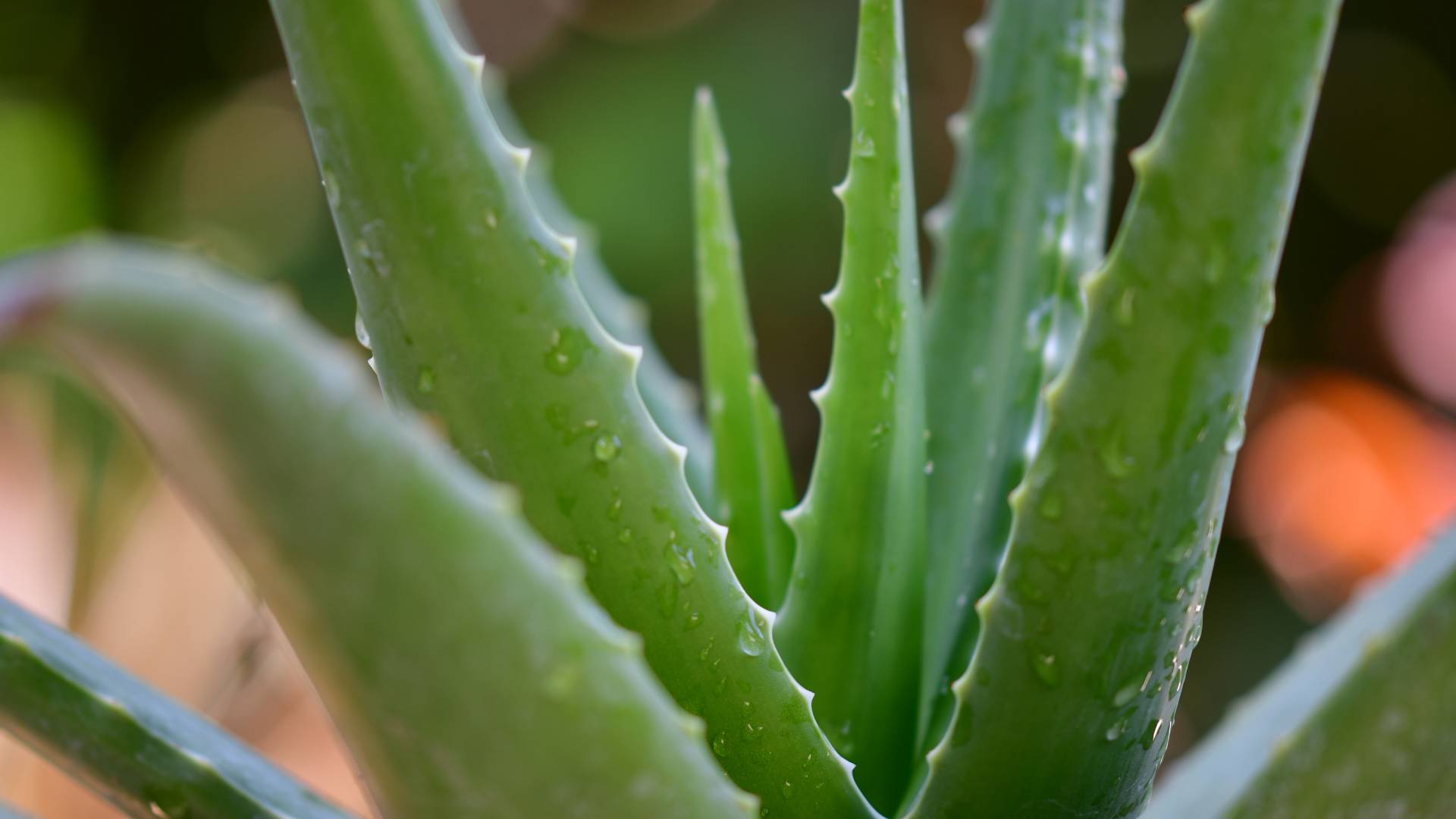 Aloe vera, közeli kép.