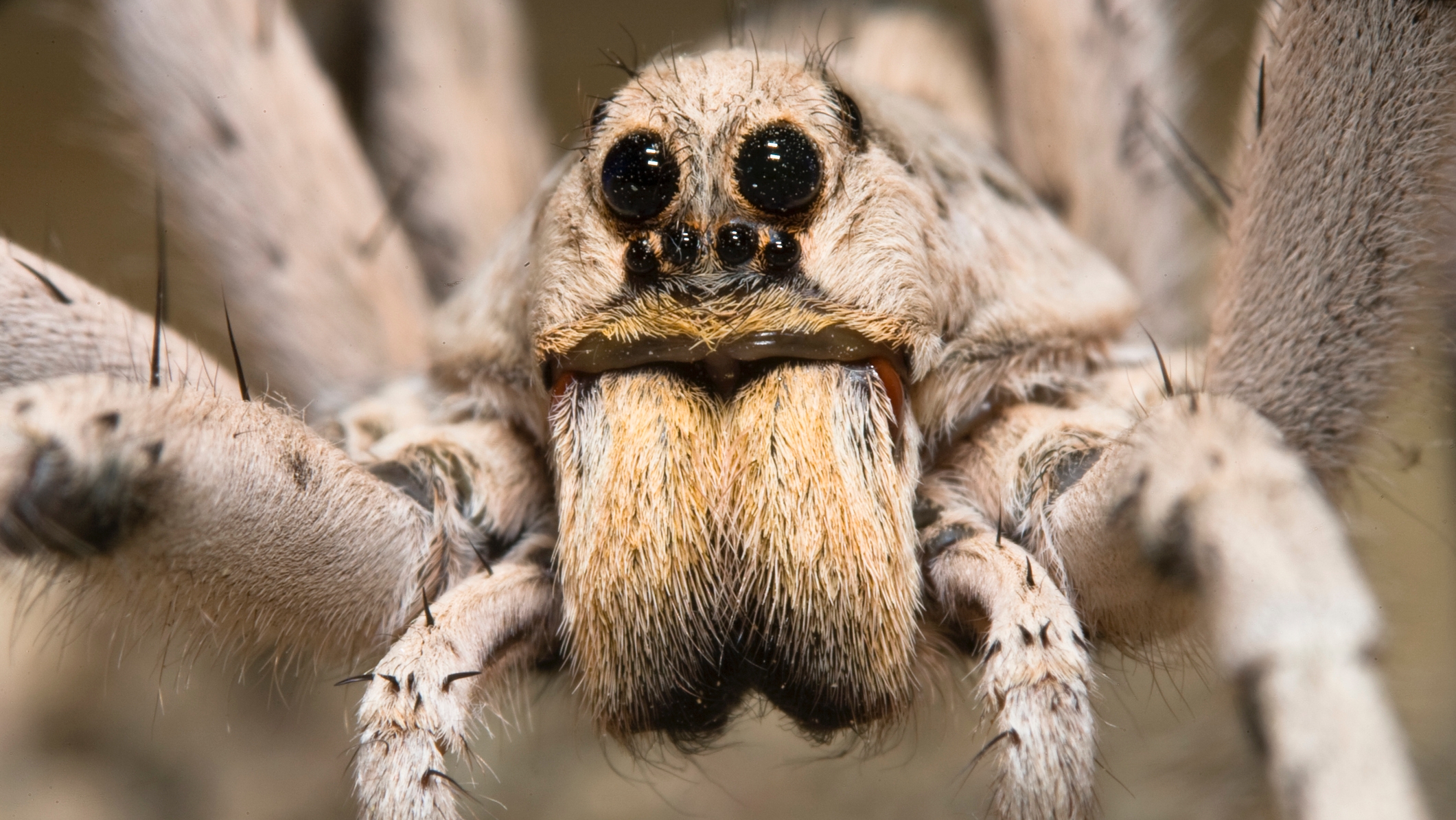 Egy férfi nagylábujjába rakhatott petéket egy pók