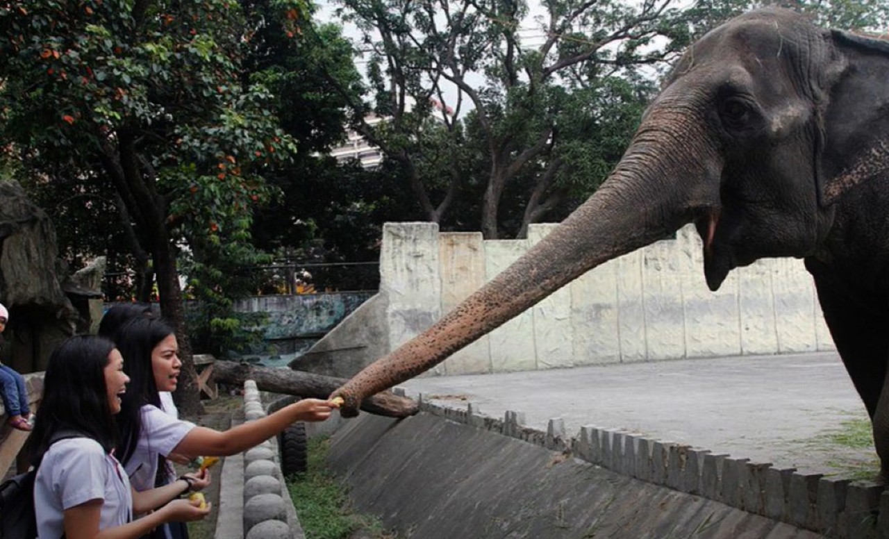 Meghalt a világ legszomorúbb elefántja.