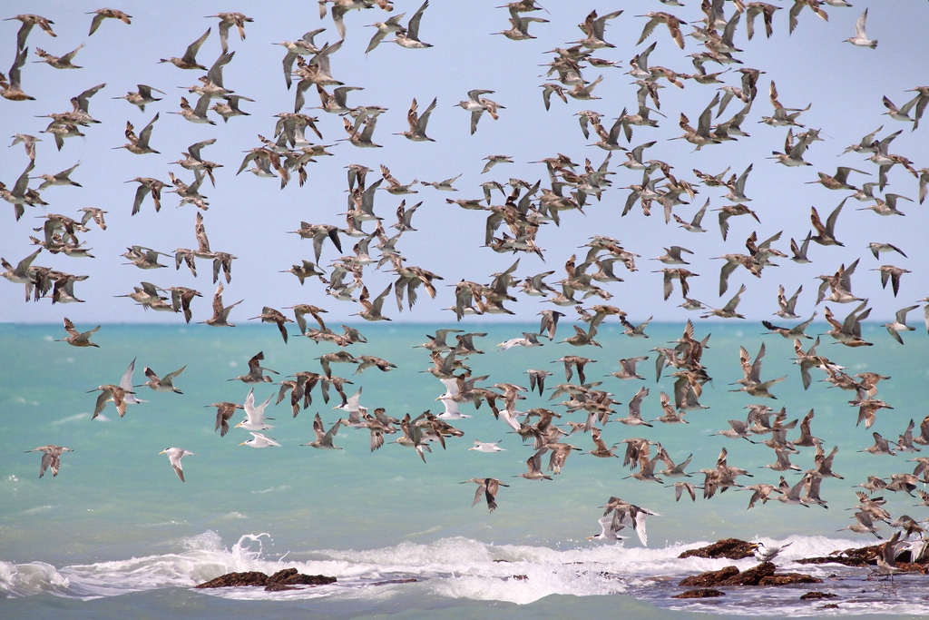 Gázlómadarak vándorlása (fotó: Wikipedia)