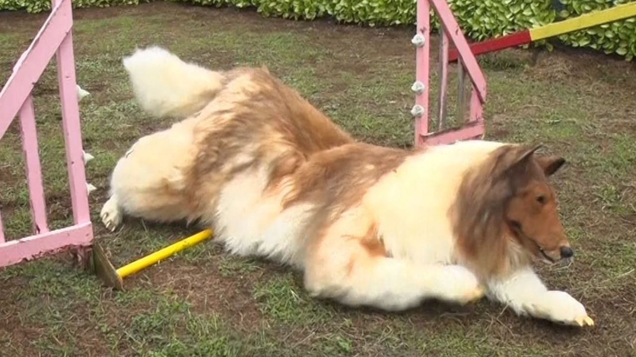 A kutyajelmezes férfi a népszerű agility tesztet próbálja teljesíteni