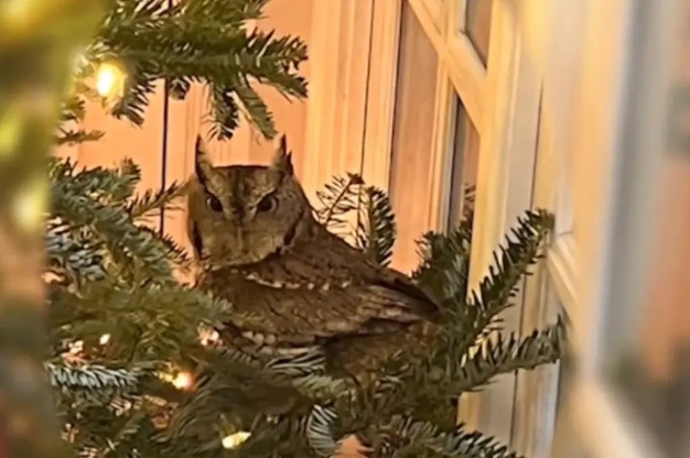 Sokkot kapott a háziasszony, miután kiderült, mi rejtőzködik a karácsonyfa ágán