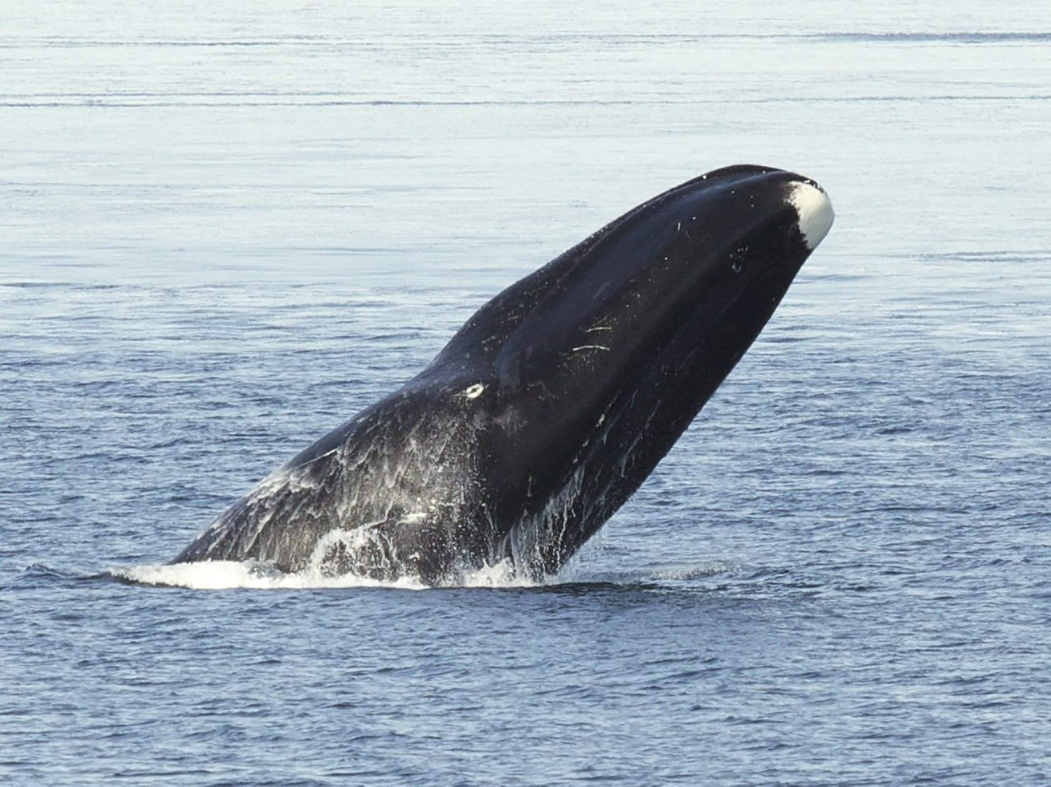 Grönlandi bálna (fotó: Wikipedia)