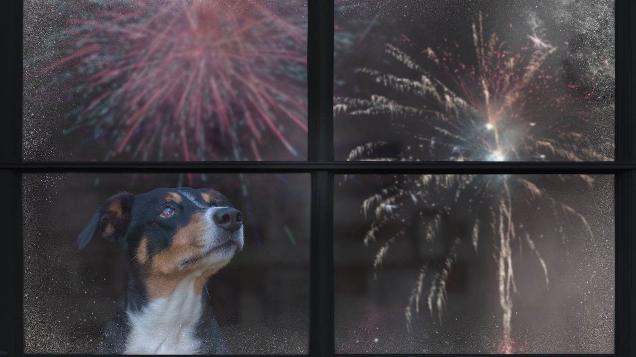 kutya ablakból tűzijátékot néz