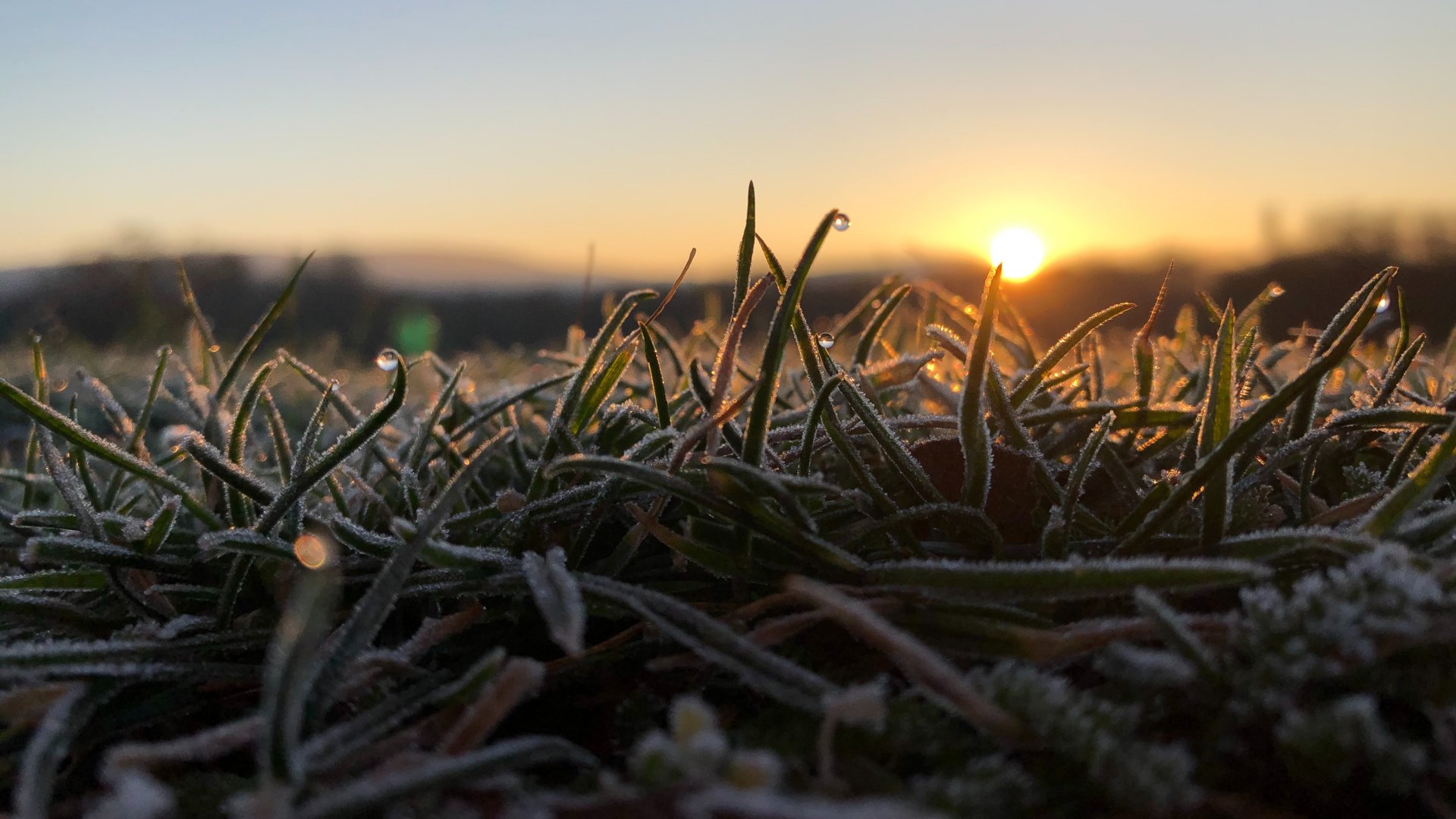 Deres fű a napfelkelte fényében télen