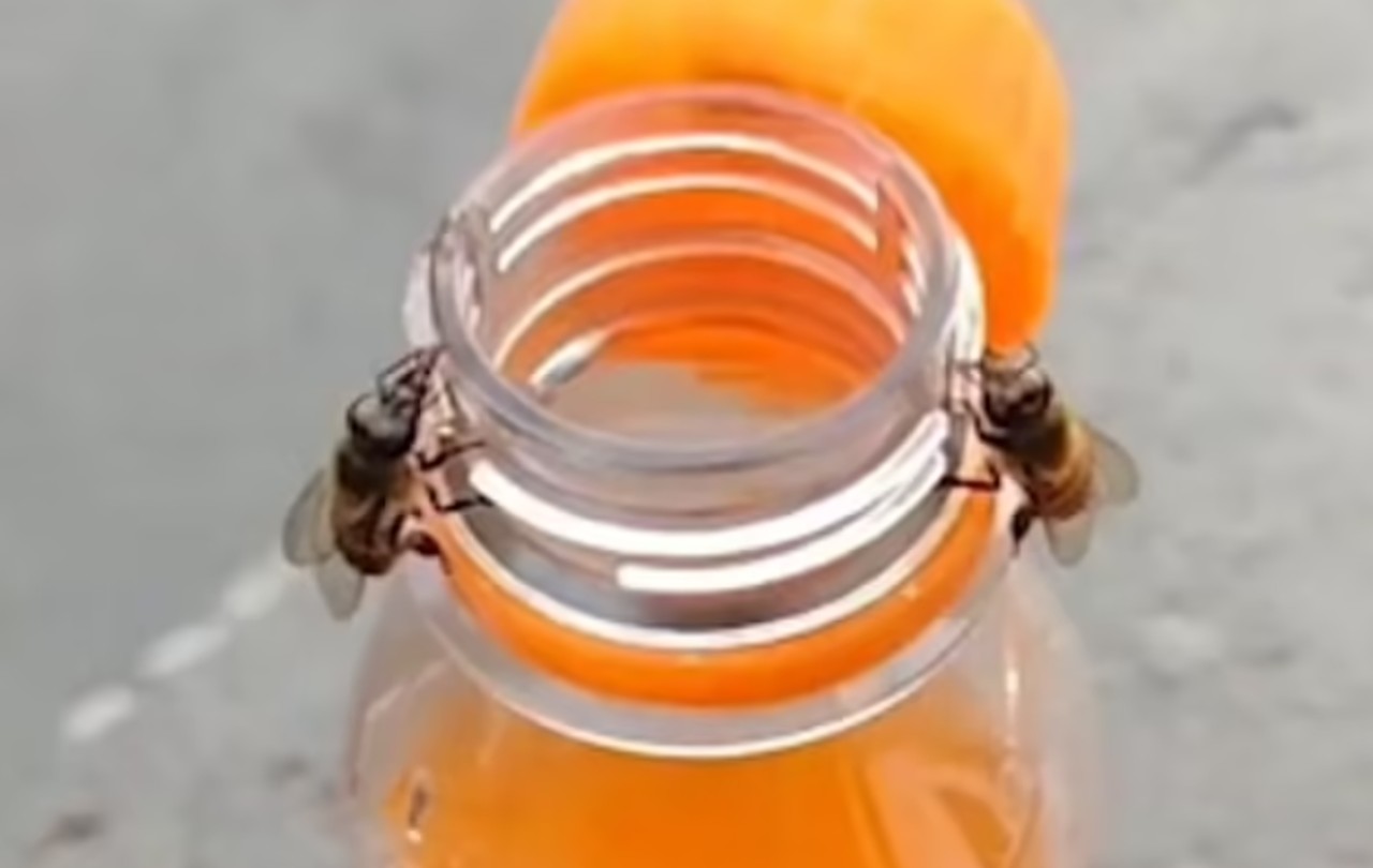 Ilyet még nem láttál: két méh tekerte le az üdítő kupakját