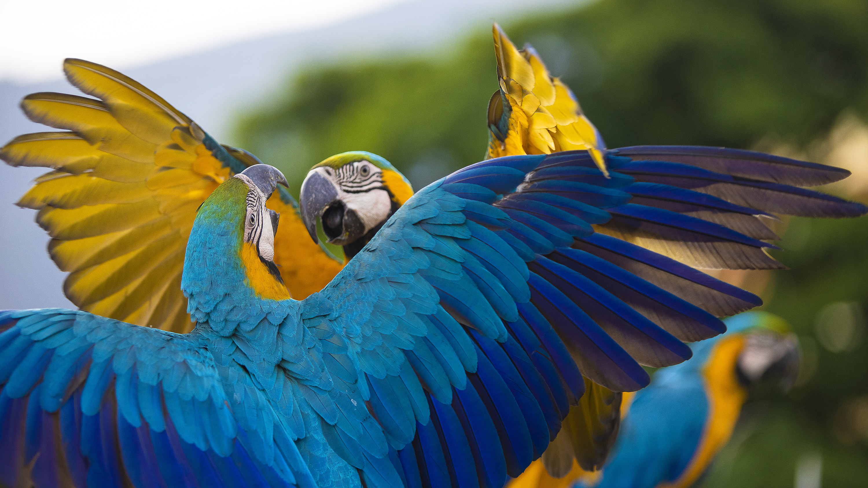 papagájok Venezuelában