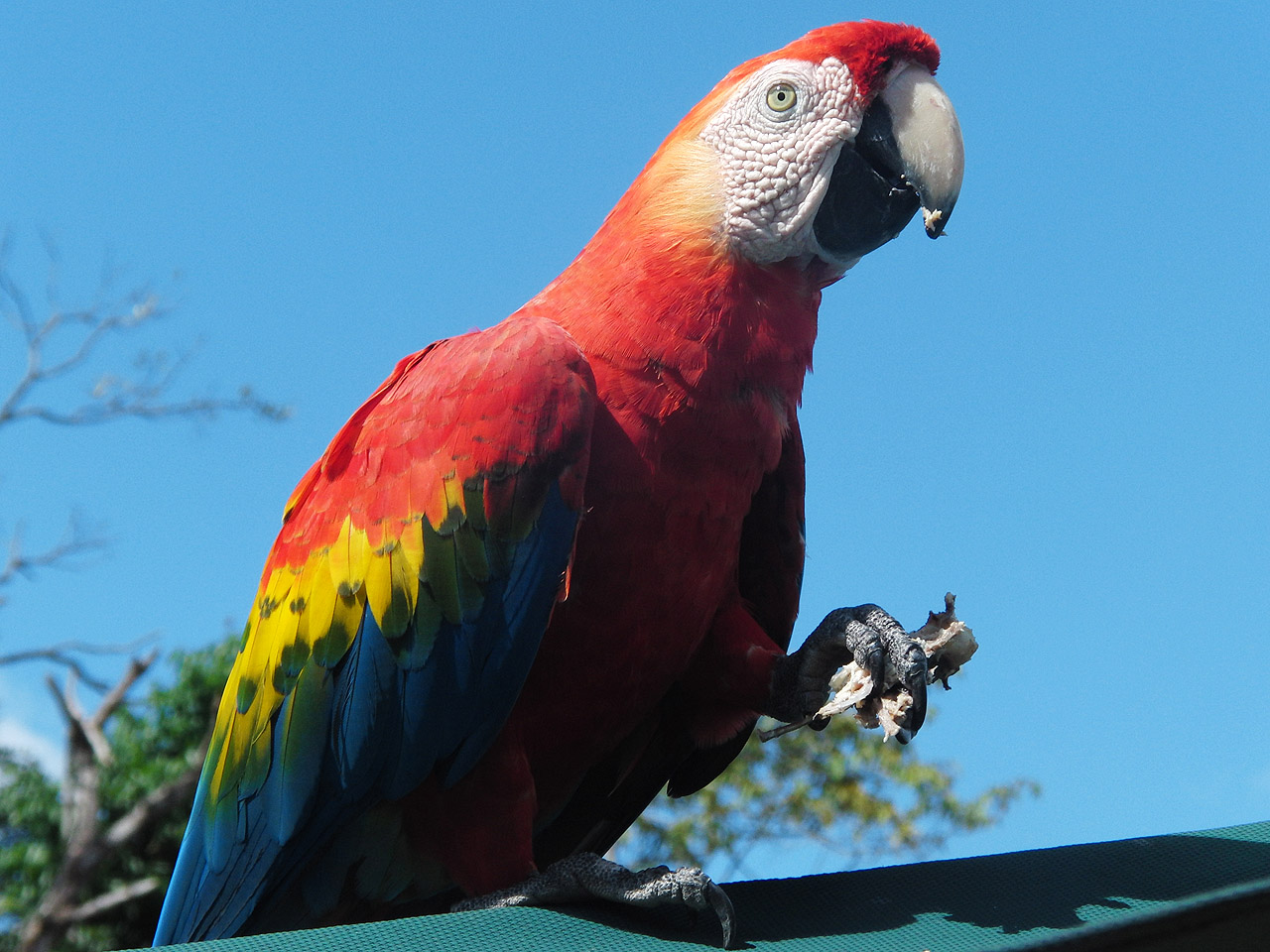 Egy venezuelai papagáj (fotó: Wikipedia)