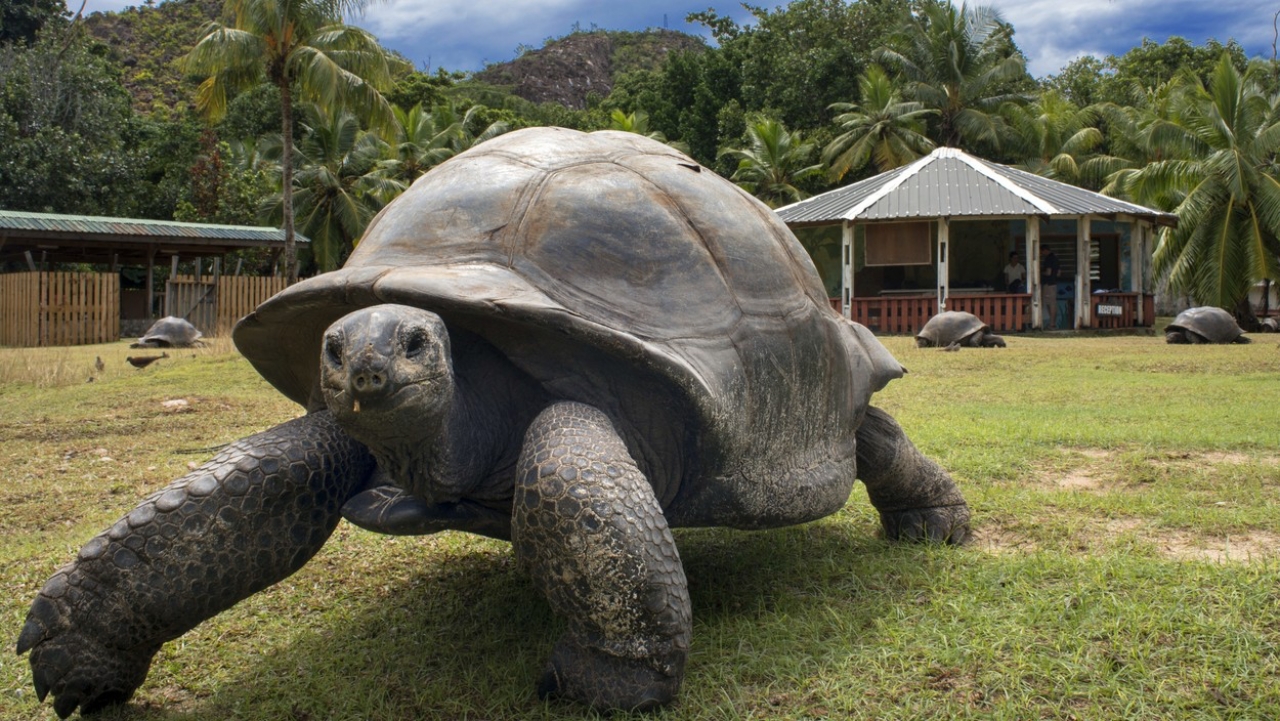 Jonathan, a világ legöregebb teknőse