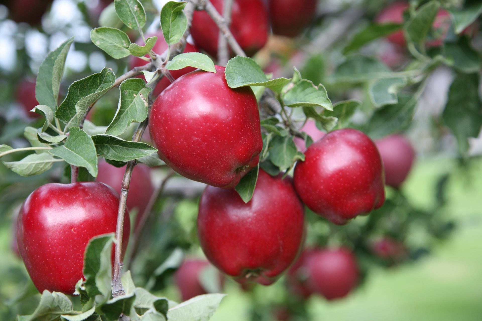 Red Delicious almák a fán