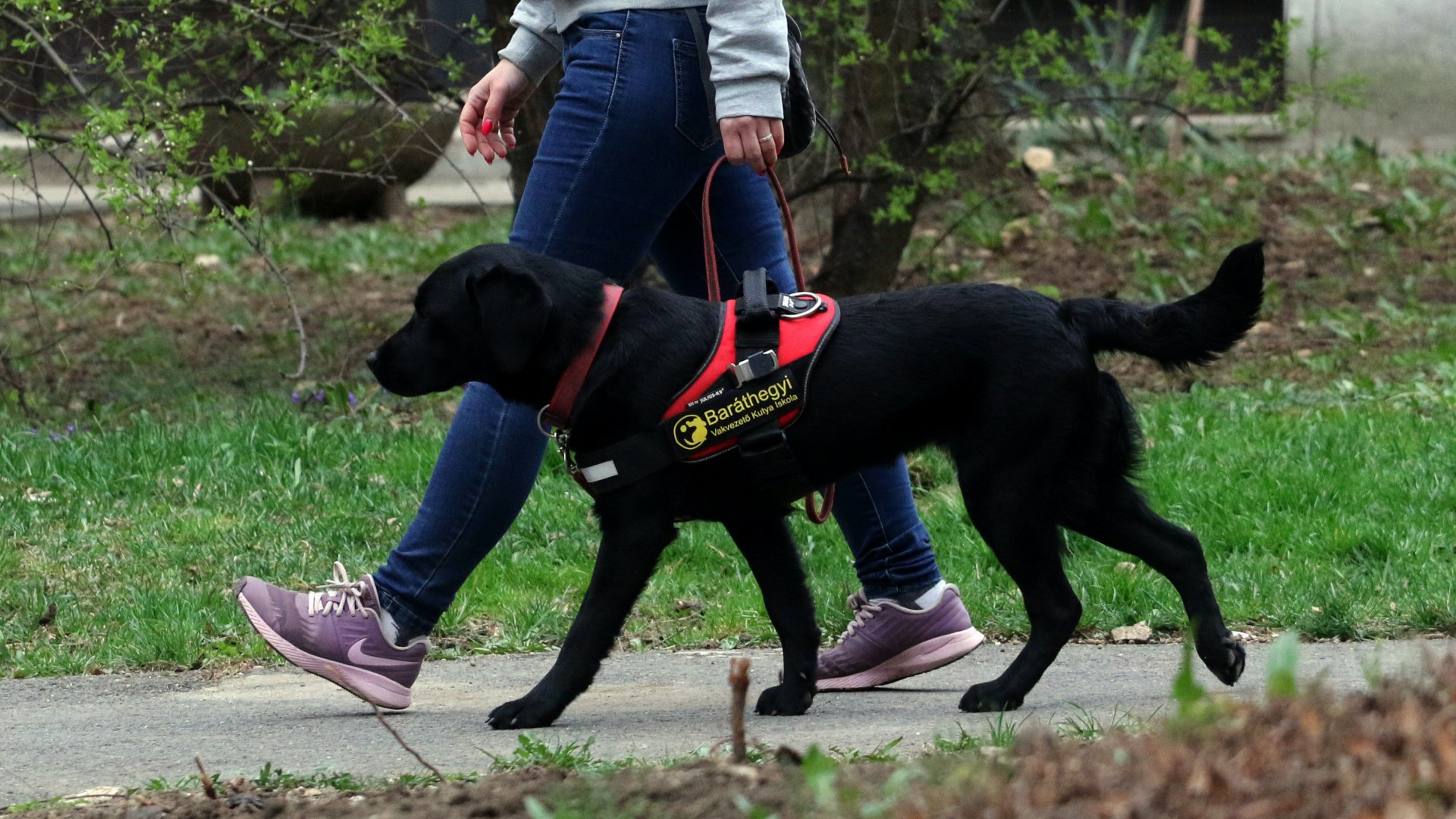 Királyné Barkóczi Emese, a Baráthegyi Vakvezetõ Kutyaiskola kutyakiképzõje Milka nevû kutyáját sétáltatja Miskolcon 2020. március 21-én.