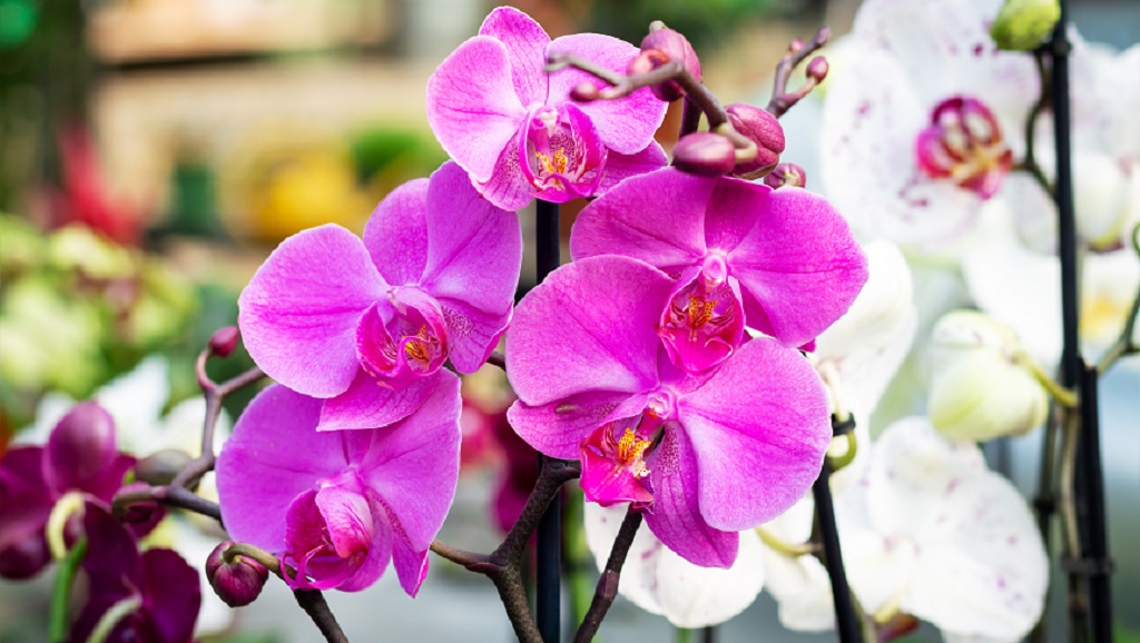 virágzó orchidea