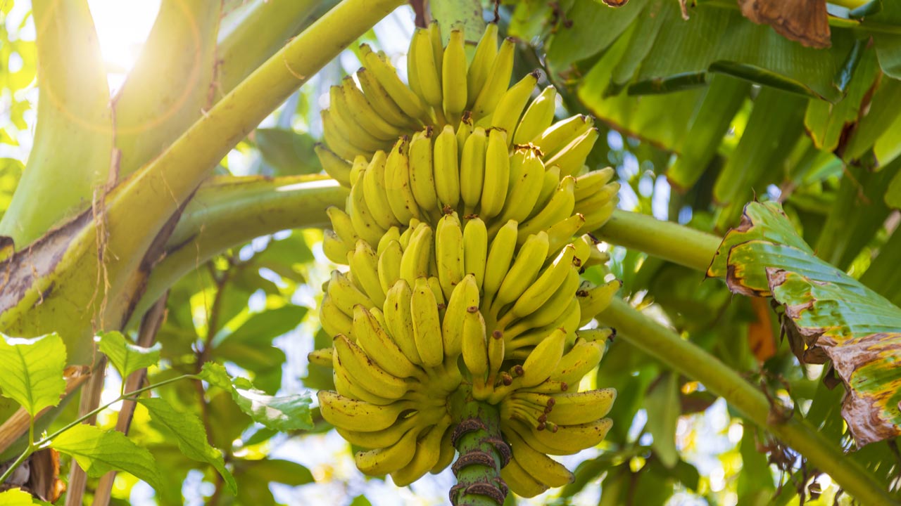 banán,