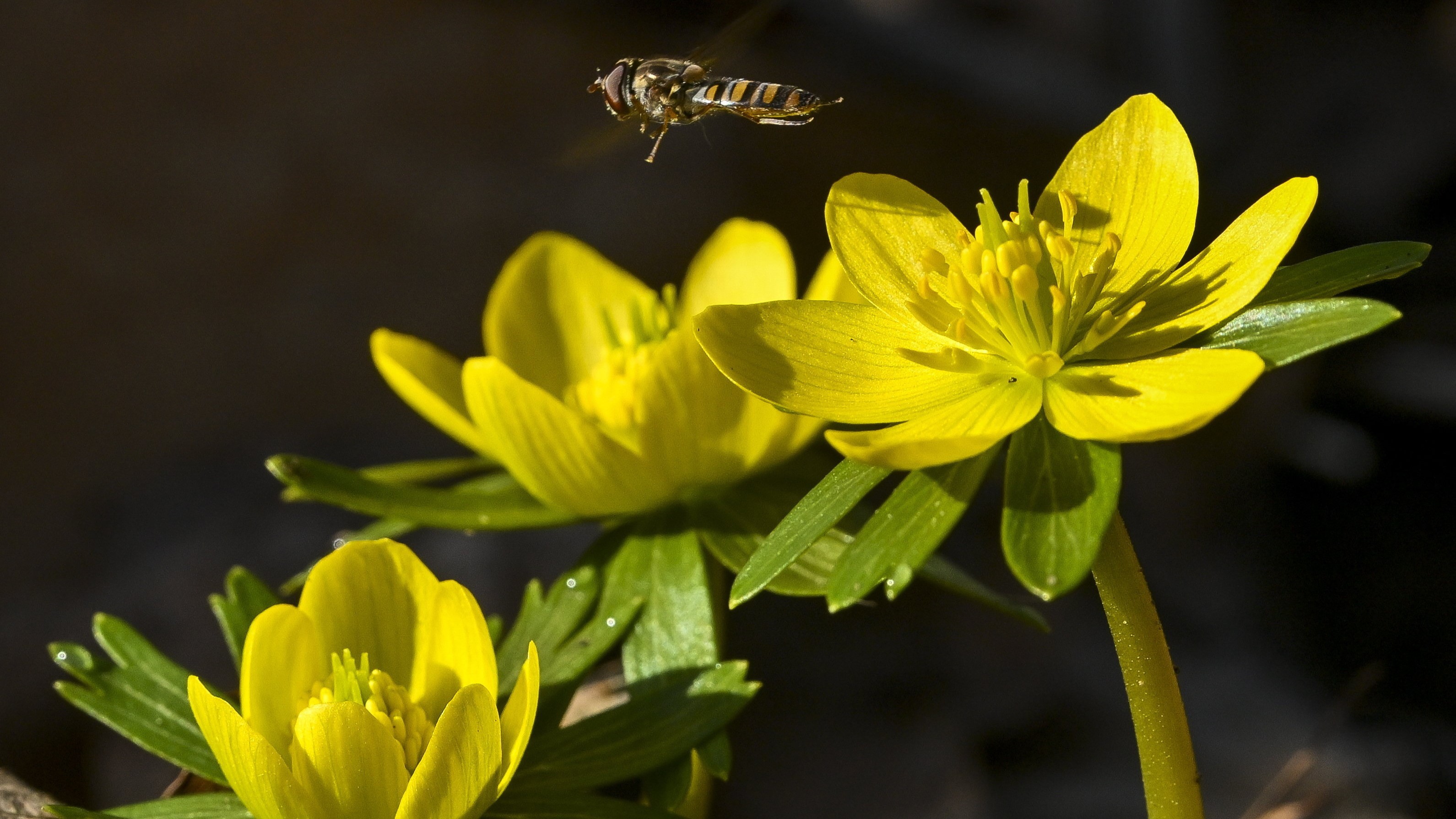 Virágzik a téltemető (Eranthis hyemalis) a debreceni Nagyerdő parkerdei területén
