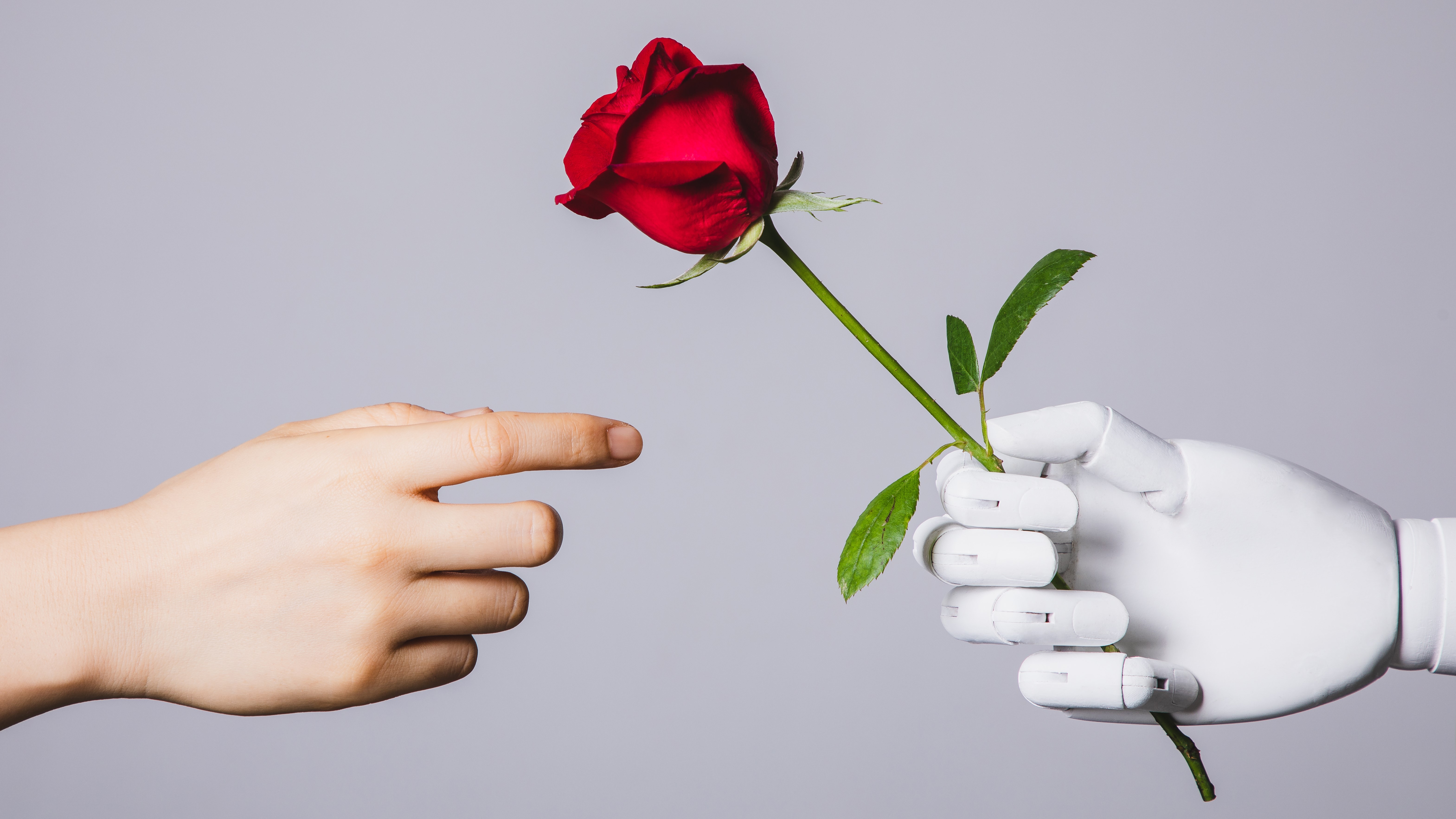 Robotkéz rózsát nyújt egy embernek