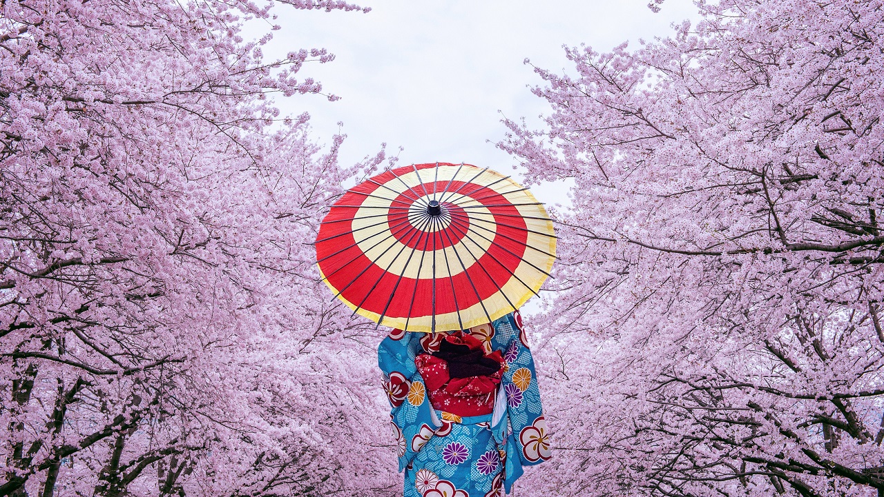 Cseresznyefa-virágzás japánban