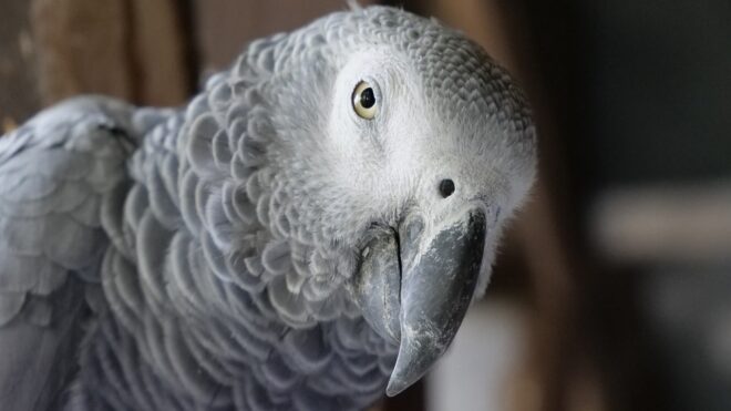 Mocskos szájú papagájok számára indult terápiás kezelés