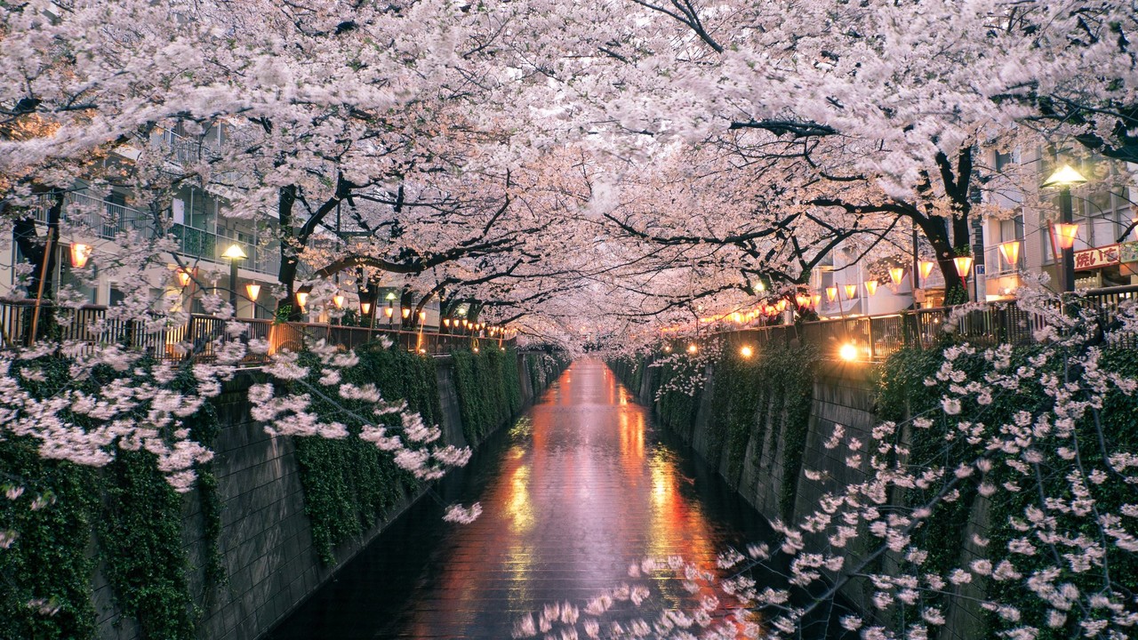 Cseresznyefa-virágzás Japán