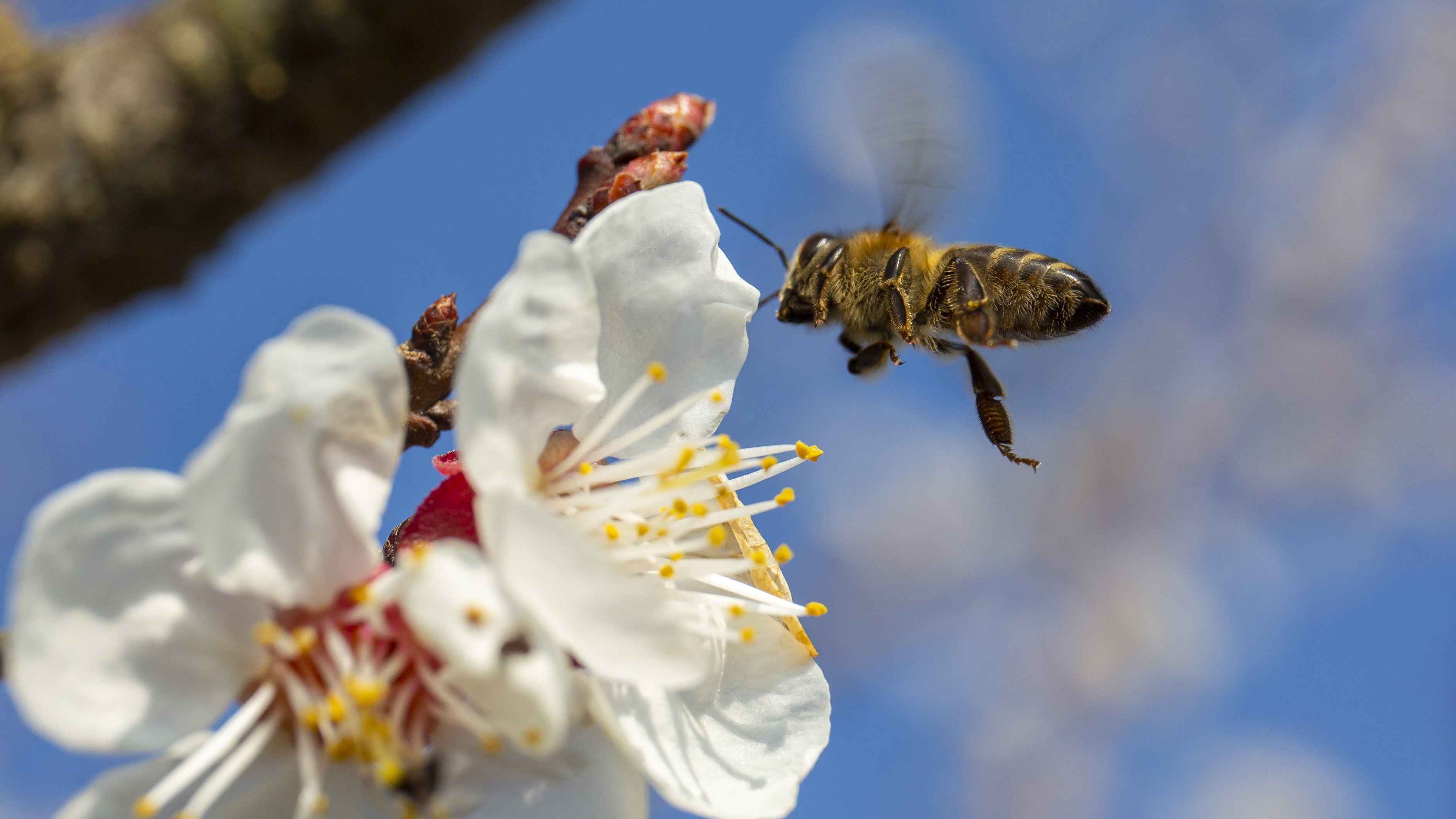 Méh gyűjt virágport egy virágzó barackfáról Zalaszentbalázs közelében 2021. március 25-én