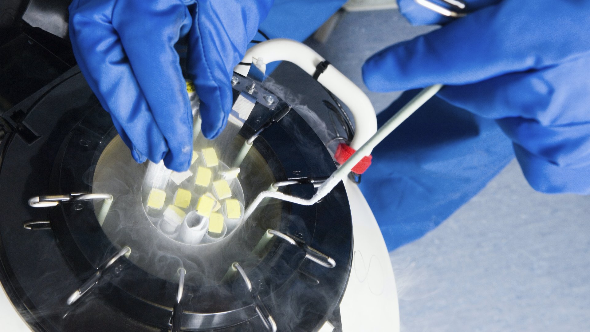 Embriók a folyékony nitrogénnel töltött tartályban