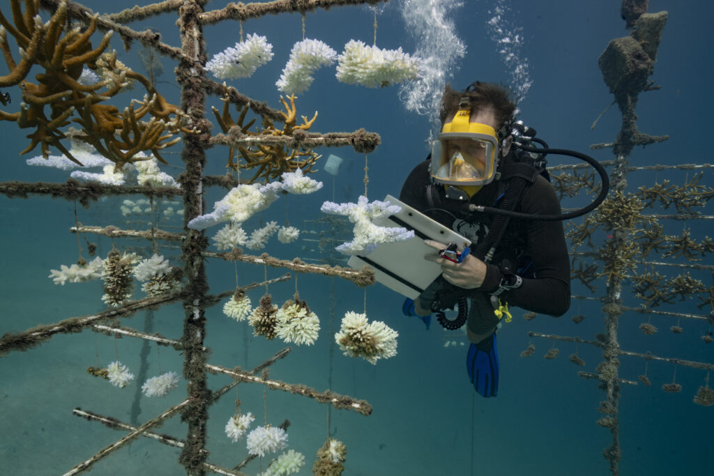 Kifehéredett korallok Francia Polinéziában