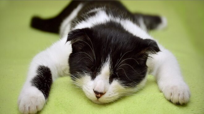 Háromszáz macskával élt együtt egy kanadai állatbarát
