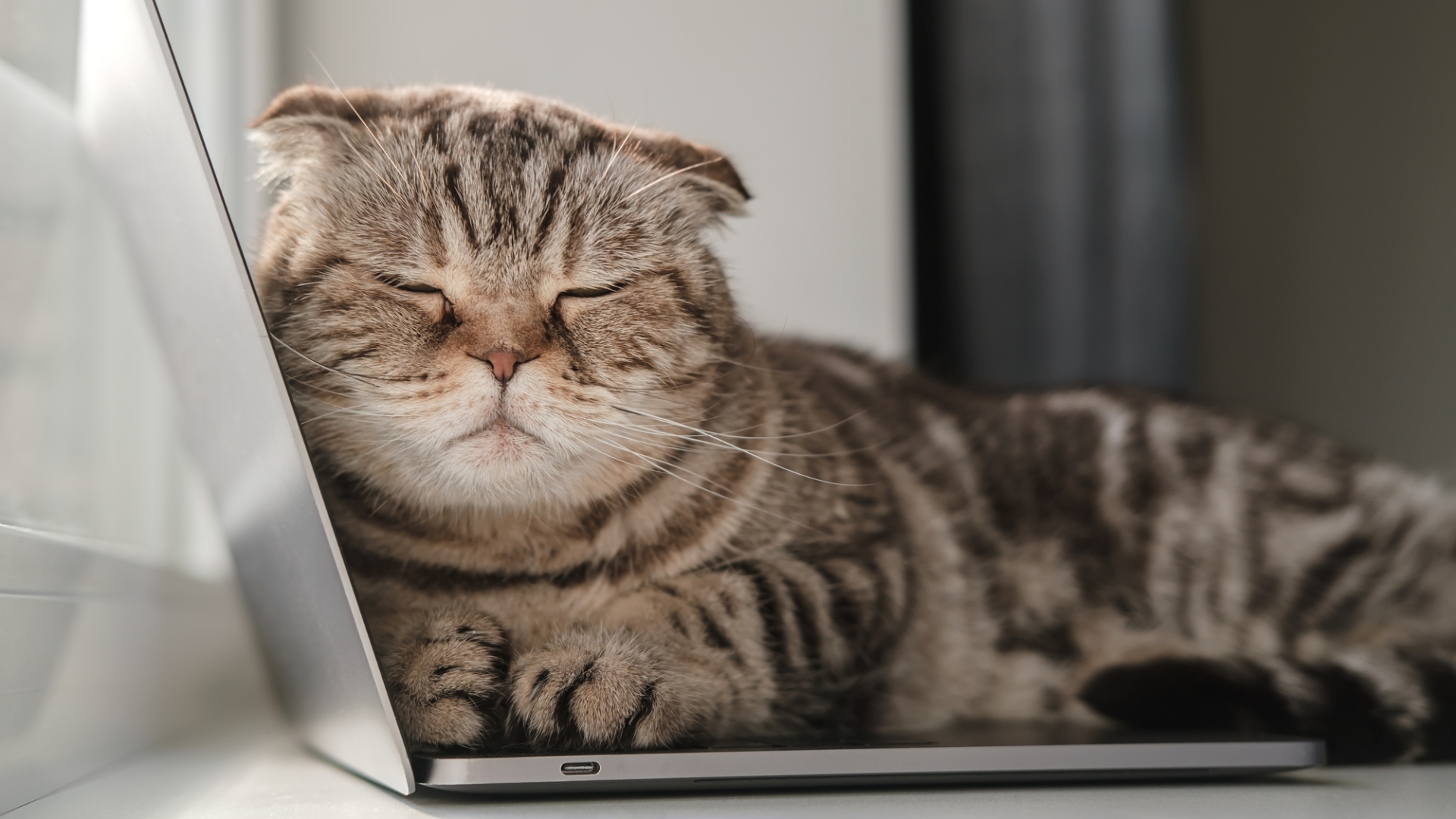 Macska a laptopon