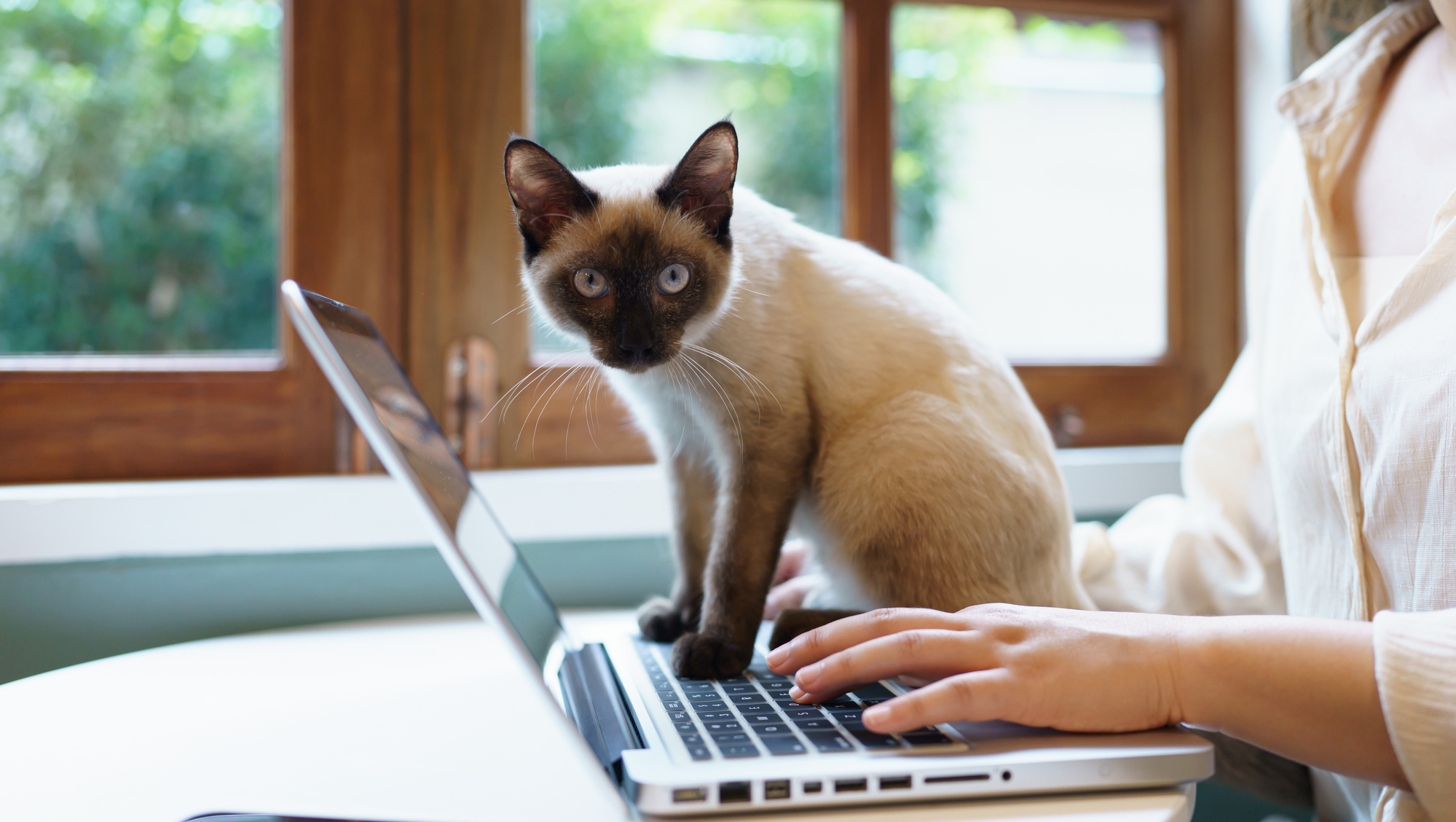 Macska ül a laptopon