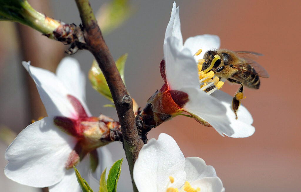 Virágpor gyűjtő méh