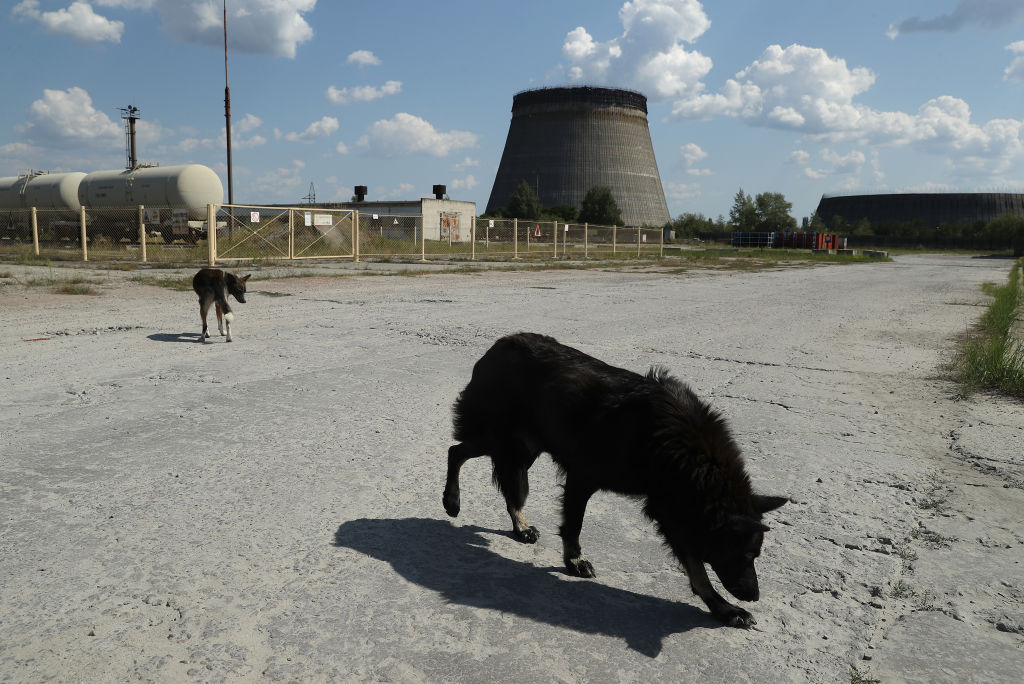 Kóbor kutyák Csernobilban