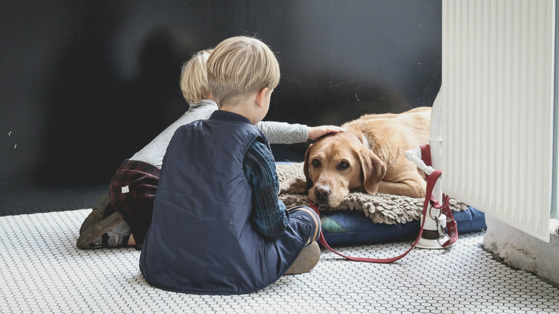 Gyerek simogatnak egy fekvő golden retriever kutyát