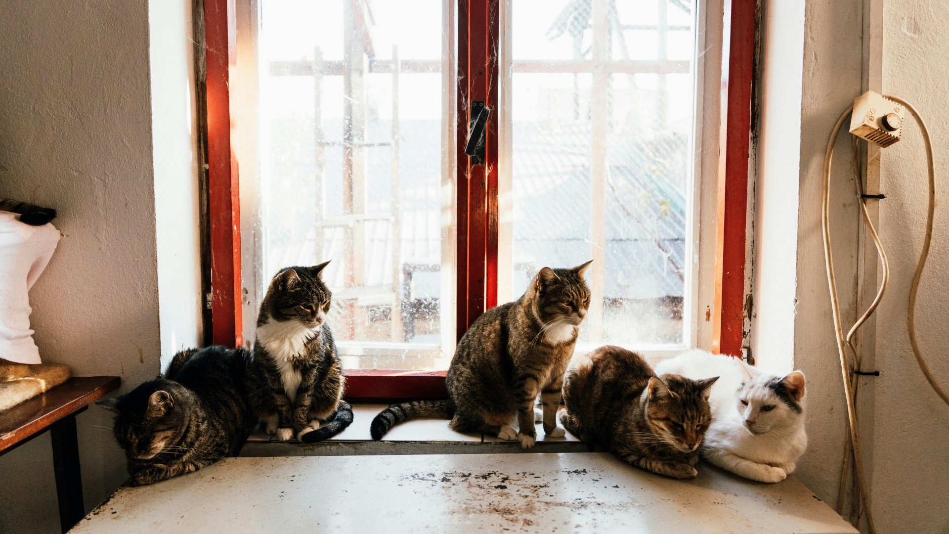Macskák ülnek egy lakás ablakában