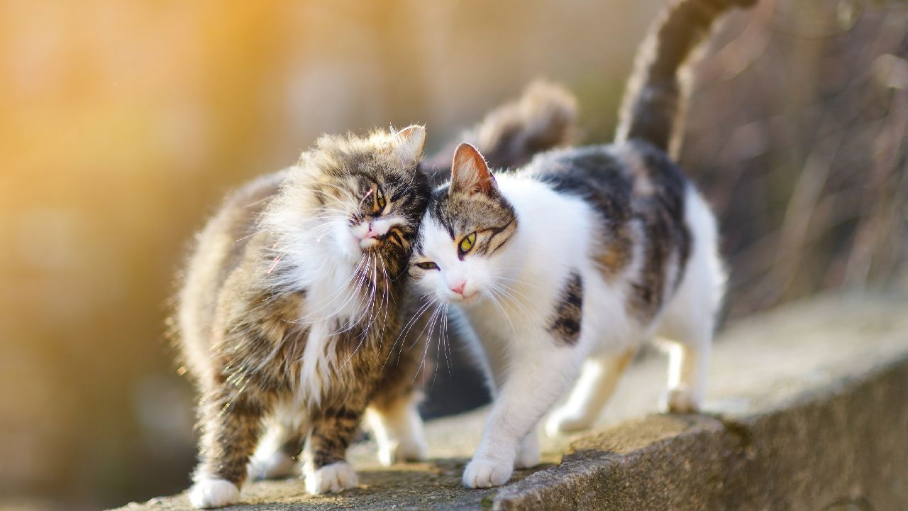 Két cica sétál összebújva