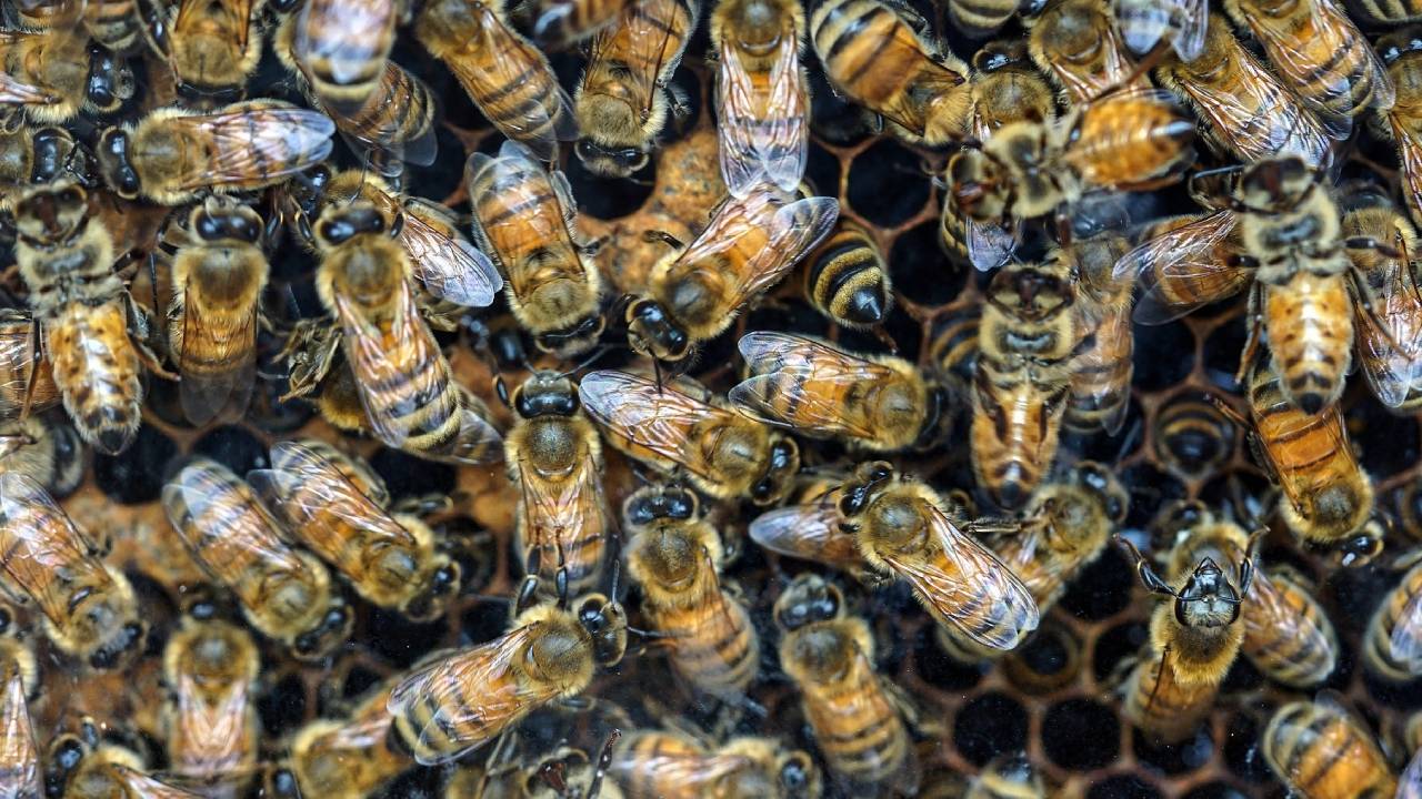 Szörnyeket hallott a 3 éves kislány, valójában 60 ezer méh élt a szobája falában
