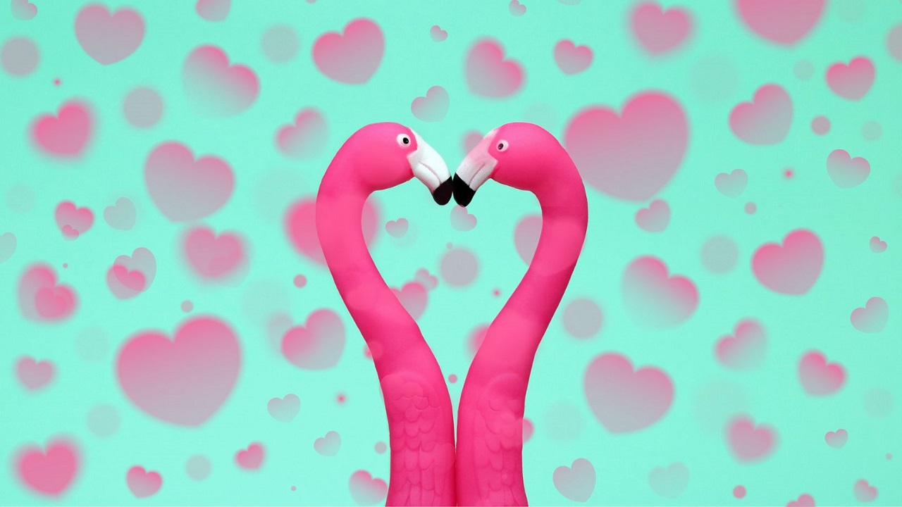 szerelmes flamingók
