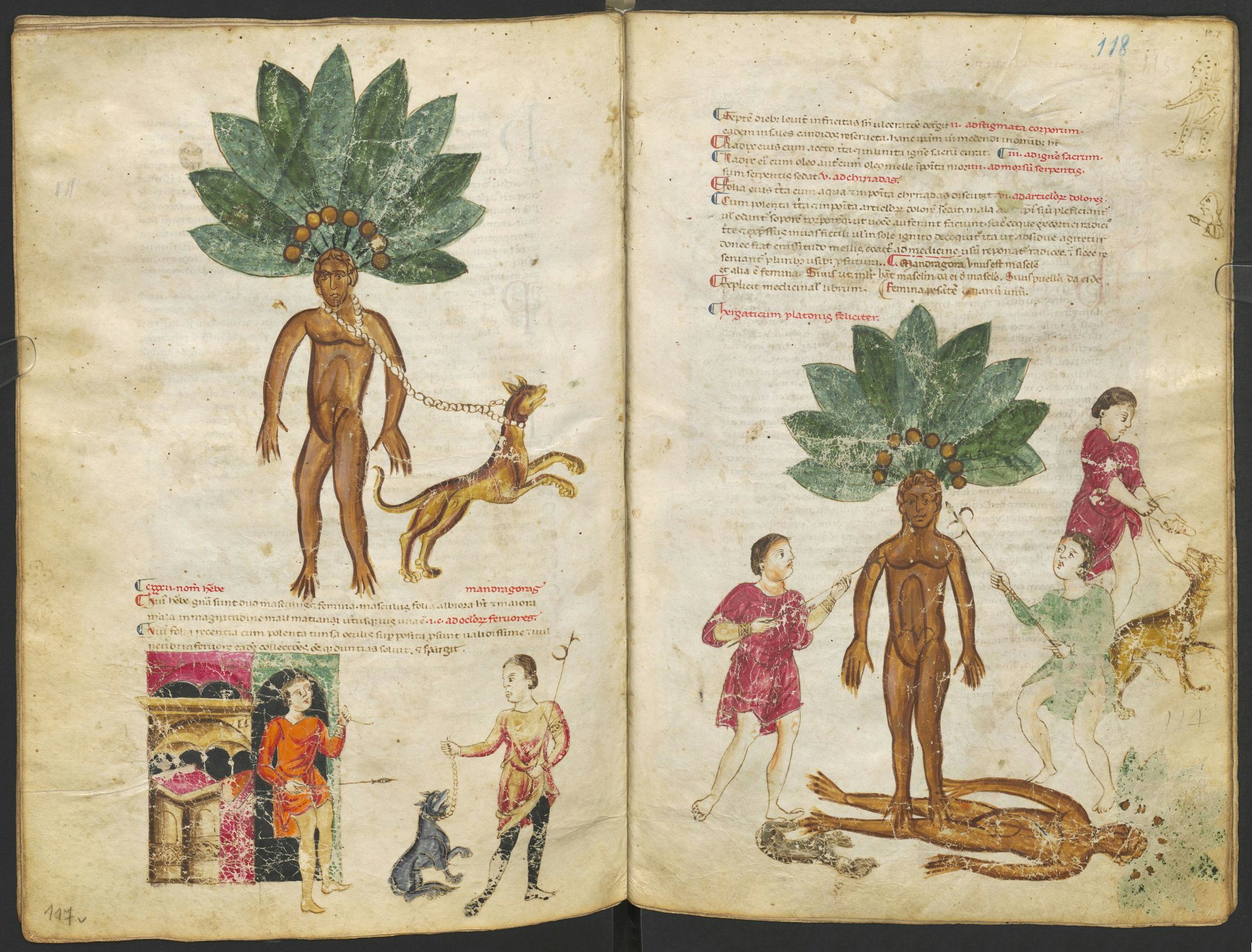 Mandragóra a Medizinische Sammelhandschriftben, a 13. századból (forrás: pdr.org)