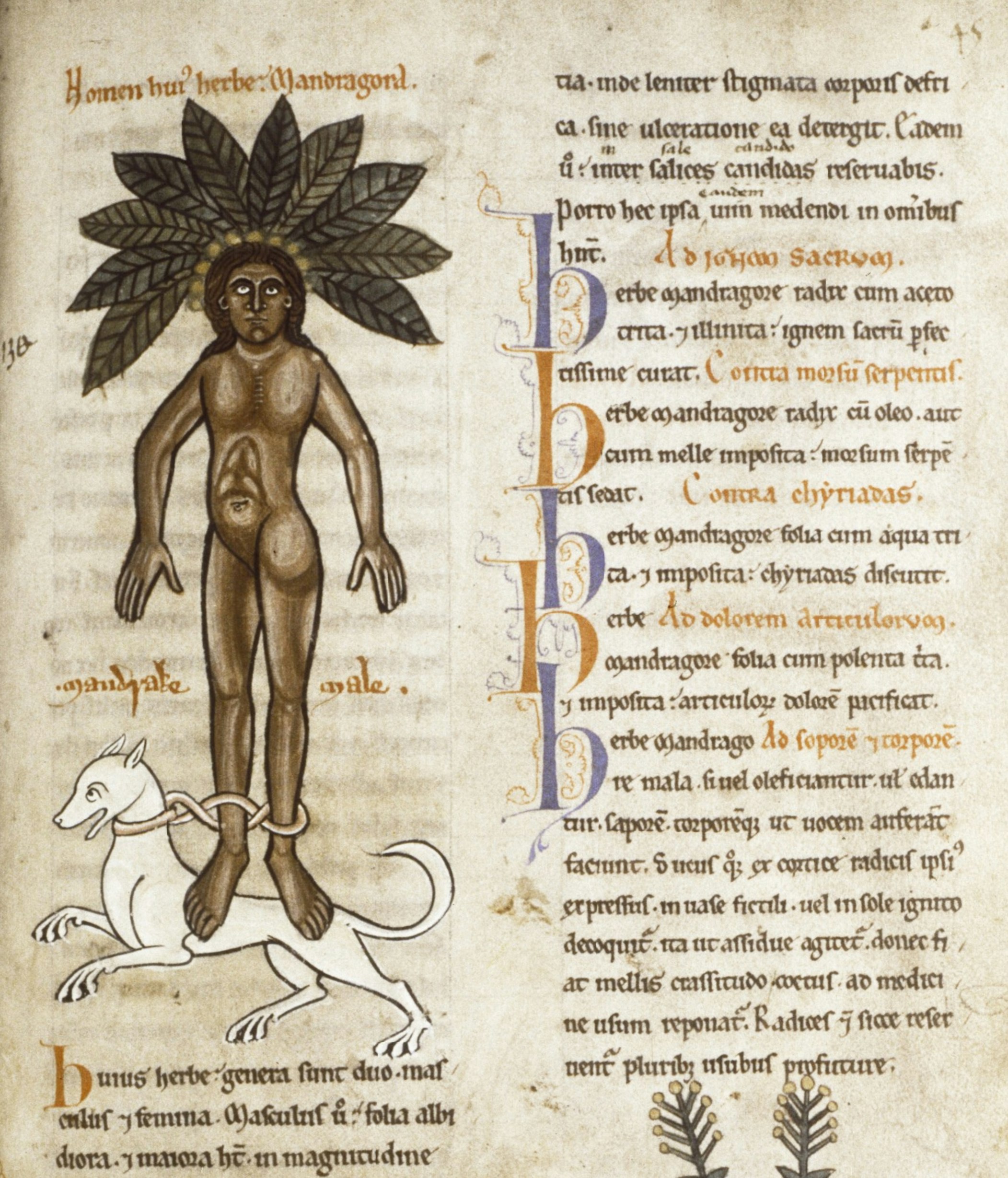 Mandragóraábrázolás a 12. században (forrás: pdr.org)