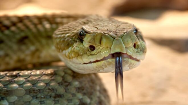 Mérges kígyó az útitársa, képtelen megszabadulni tőle
