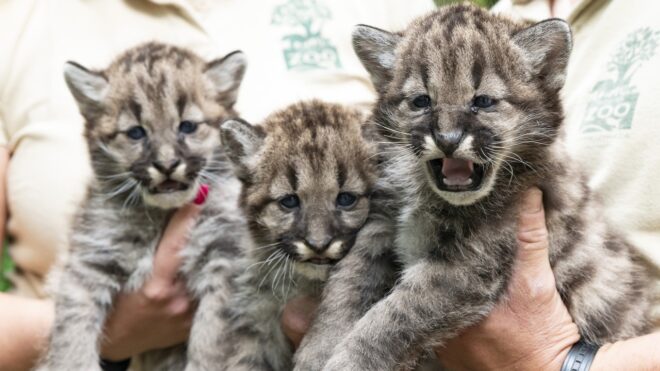 Nyíregyháza, 2024. május 30.A Nyíregyházi Állatpark négyhetes puma (Puma concolor) hármas ikrei az állatparkban 2024. május 30-án.MTI/Balázs Attila