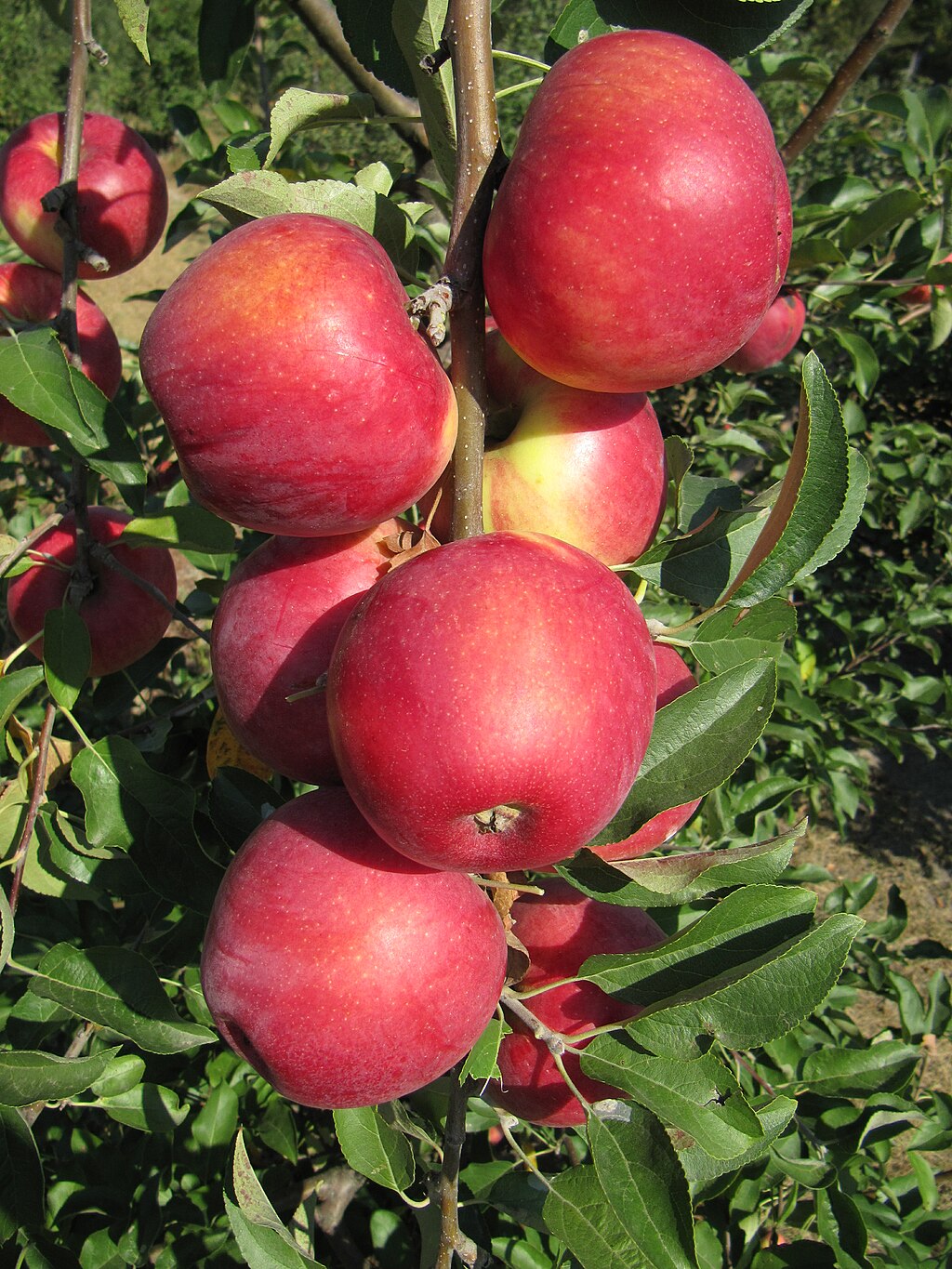 Hesztia almafajta