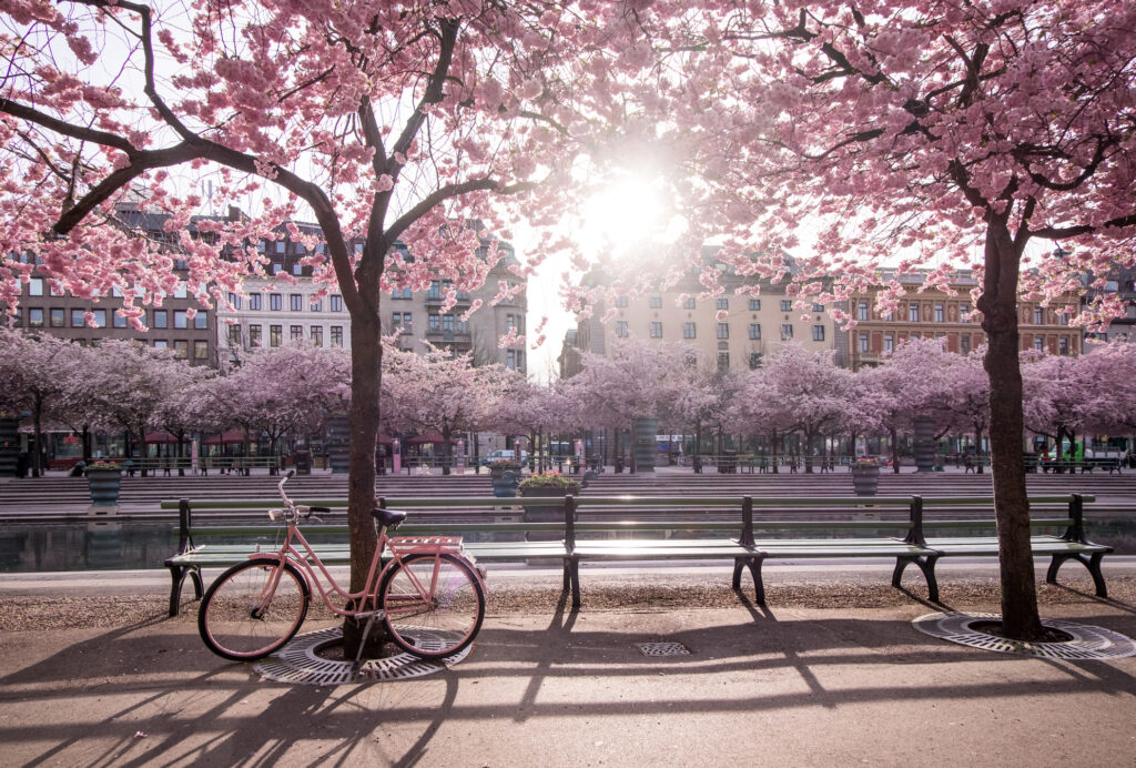 Virágzó cseresznyefák Stockholmban