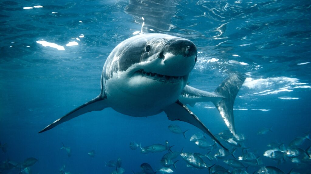 Nagy mennyiségű kokaint találtak éles orrú cápák szervezetében / Fotó: Getty Images