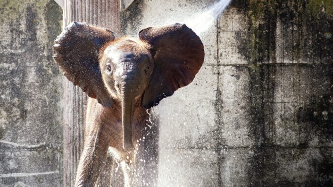 Így kedveskedik egy vendégnek az állatkerti elefánt – videó