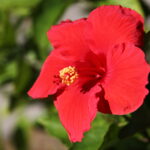 Hibiszkusz