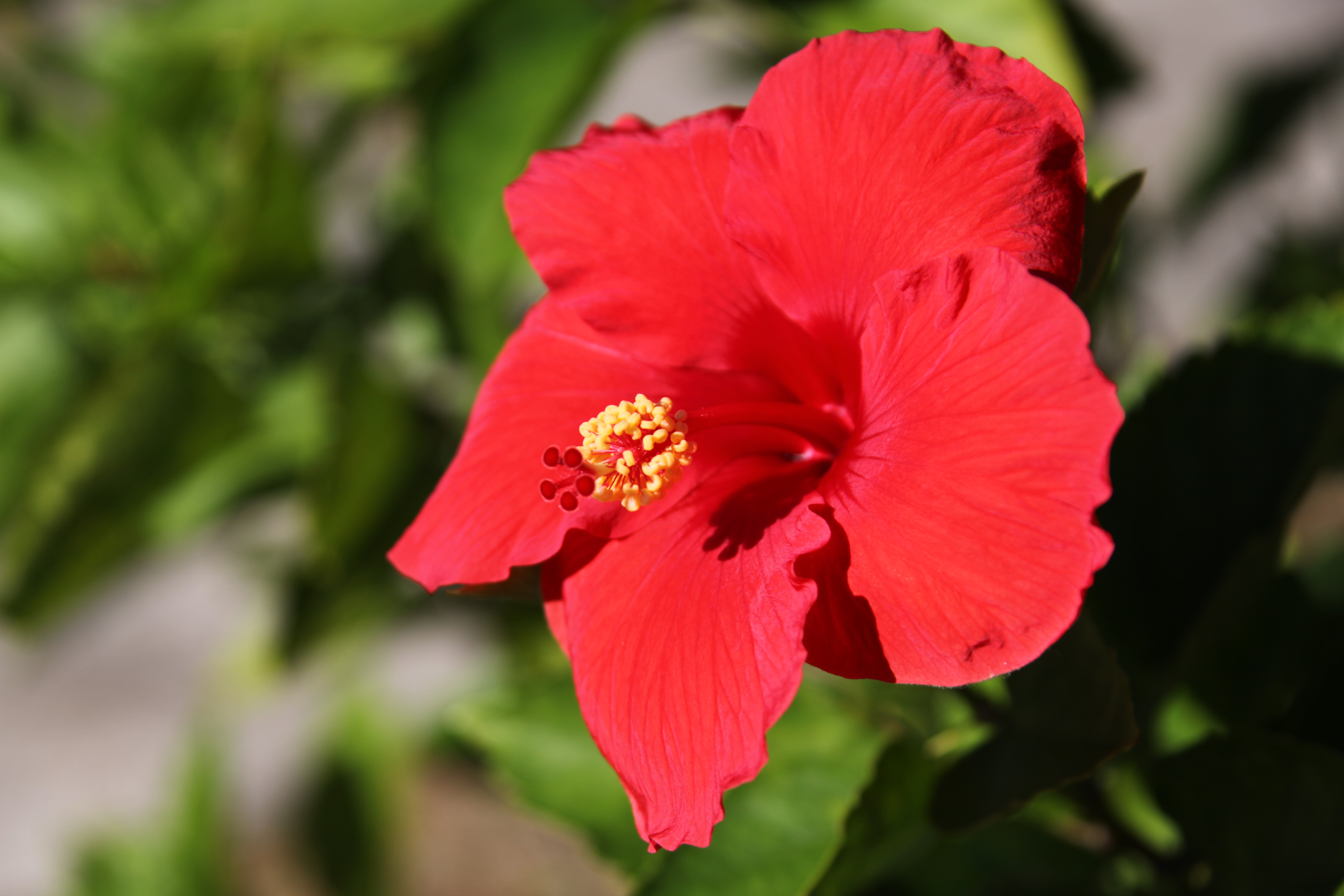 Hibiszkusz