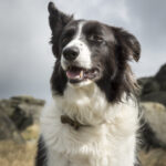 Border collie