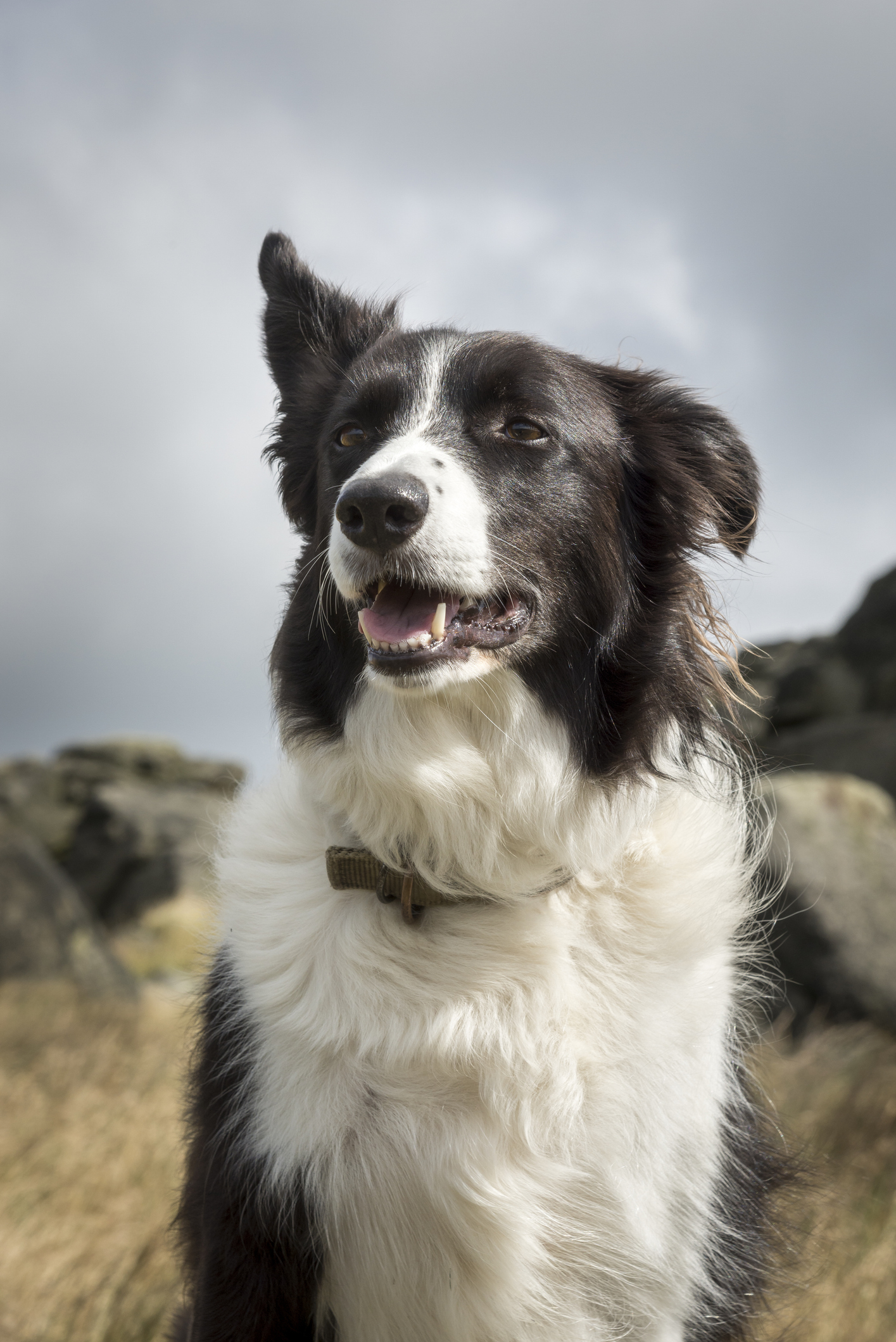 Border collie