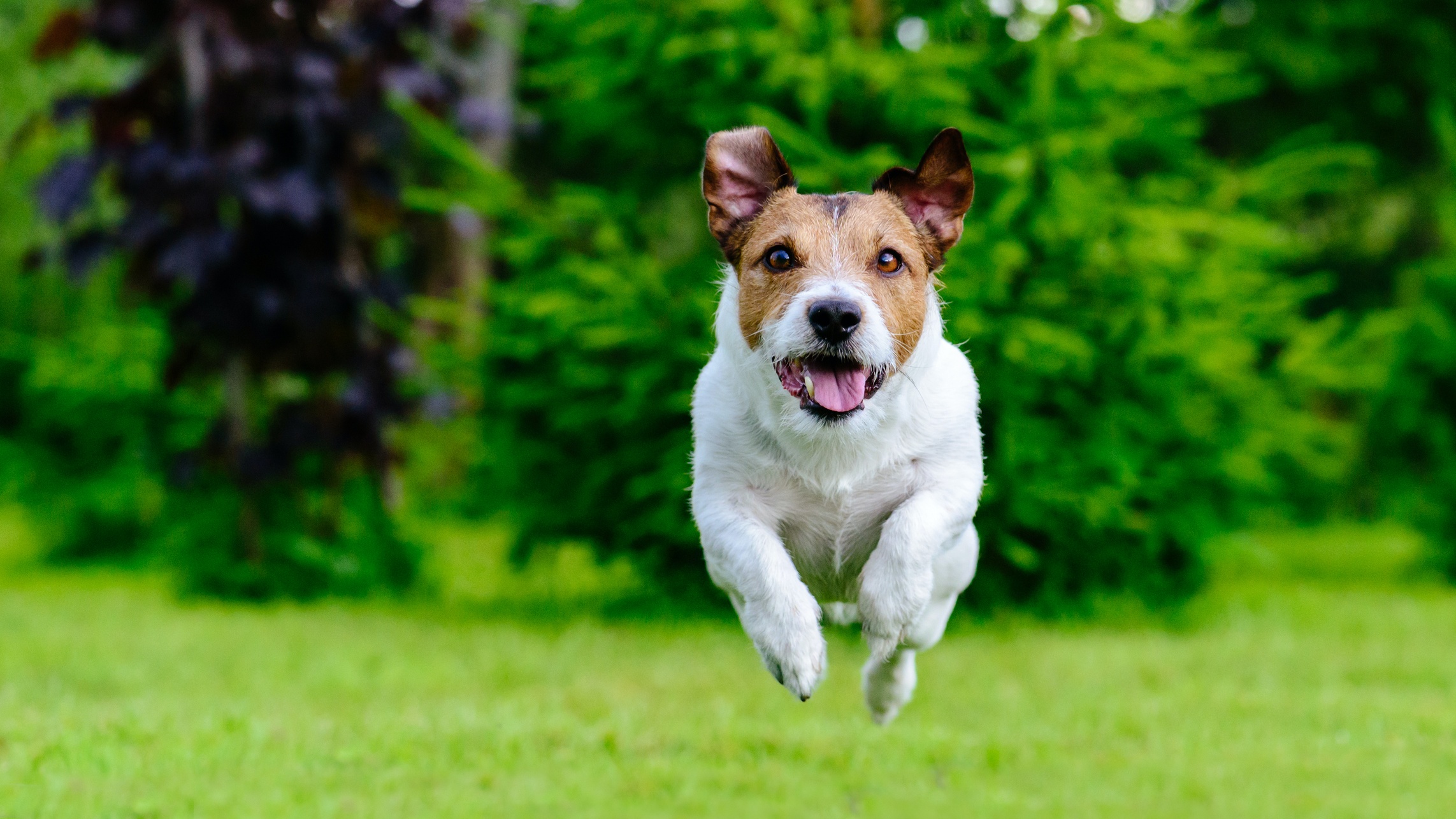 Jack Russell terrier