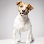 Jack Russell terrier