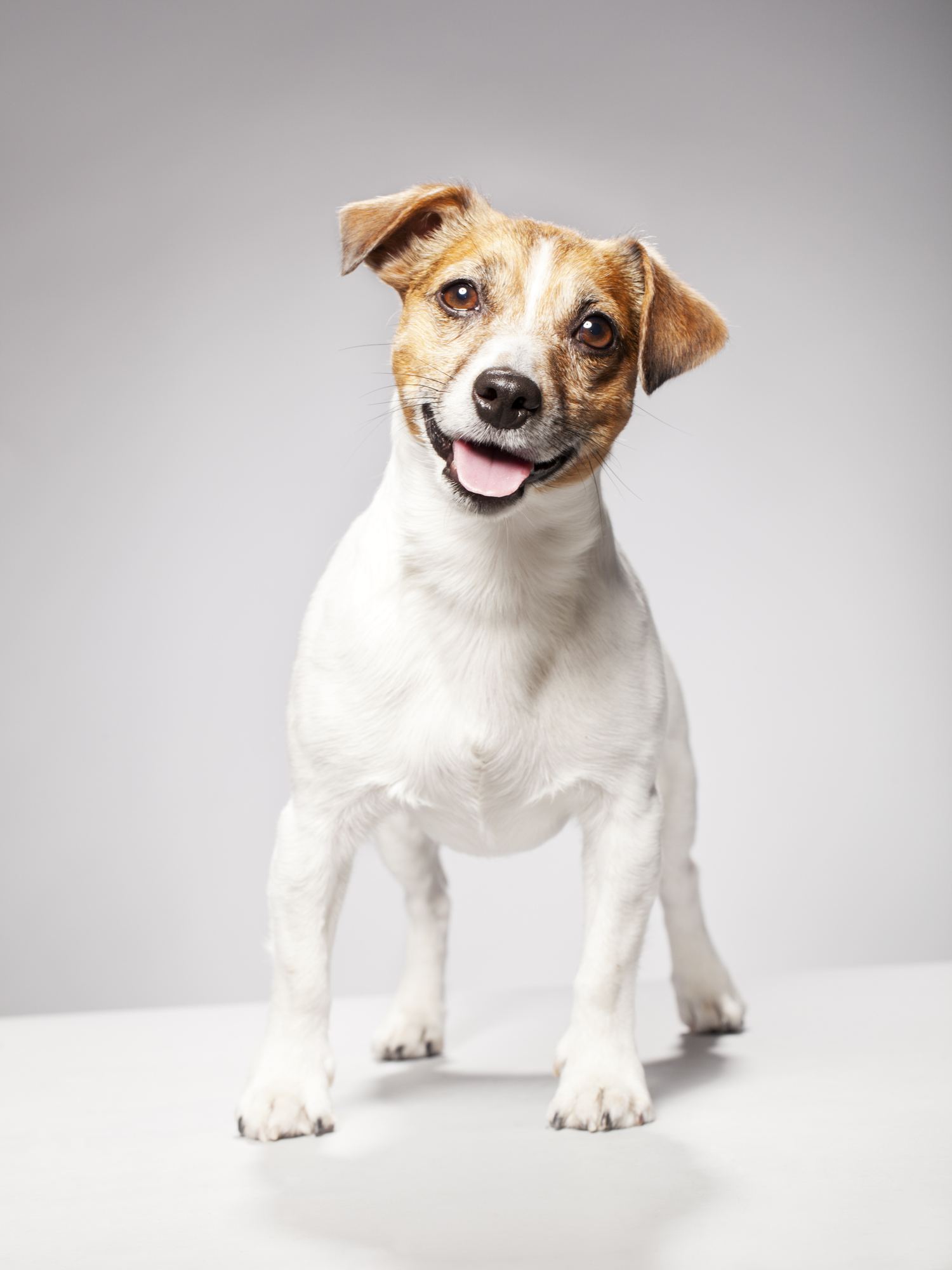 Jack Russell terrier